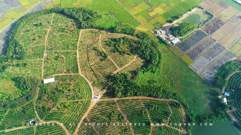 【全域分享】航拍中科富硒廉江紅橙基地，領略廉江紅橙生態(tài)種植
