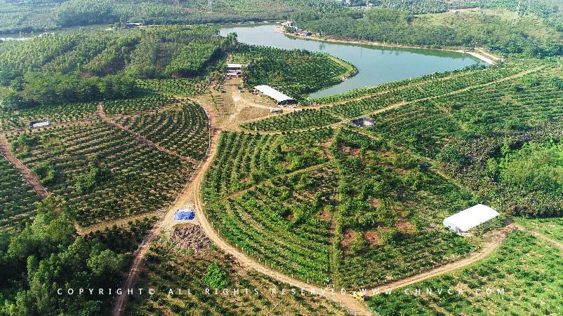 【全域分享】航拍中科富硒廉江紅橙基地，領略廉江紅橙生態(tài)種植