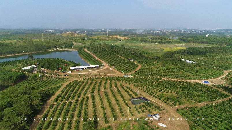 【全域分享】航拍中科富硒廉江紅橙基地，領略廉江紅橙生態(tài)種植