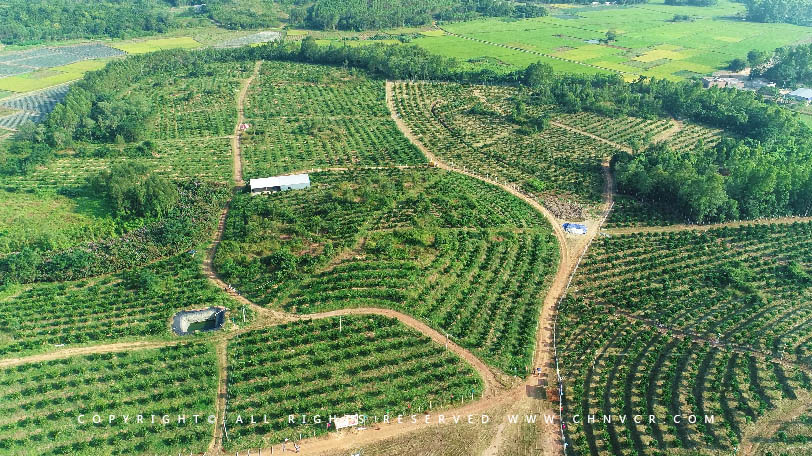 【全域分享】航拍中科富硒廉江紅橙基地，領略廉江紅橙生態(tài)種植
