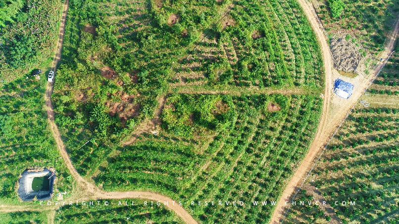 【全域分享】航拍中科富硒廉江紅橙基地，領略廉江紅橙生態(tài)種植