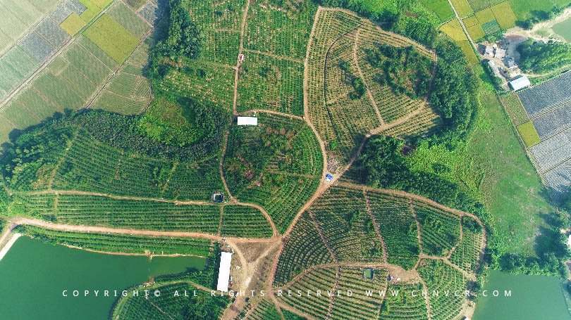 【全域分享】航拍中科富硒廉江紅橙基地，領略廉江紅橙生態(tài)種植