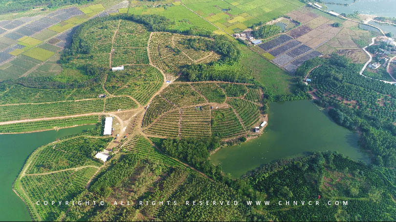 【全域分享】航拍中科富硒廉江紅橙基地，領略廉江紅橙生態(tài)種植